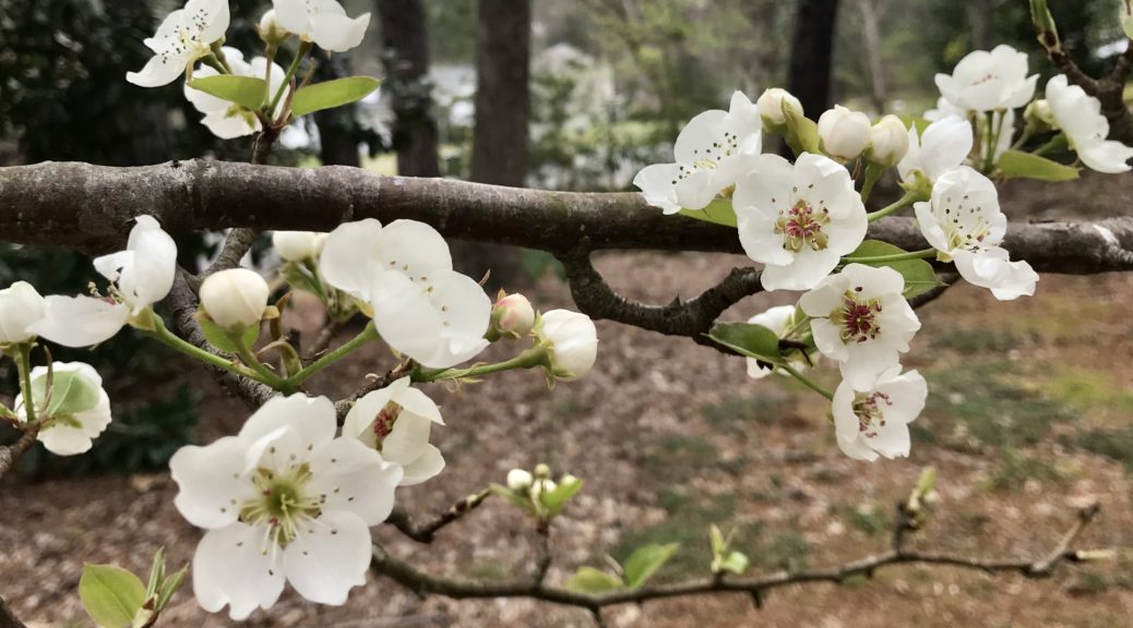 Pear tree blossoms