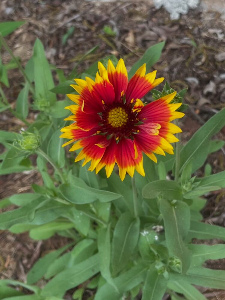 red and yellow Indian blanket flower