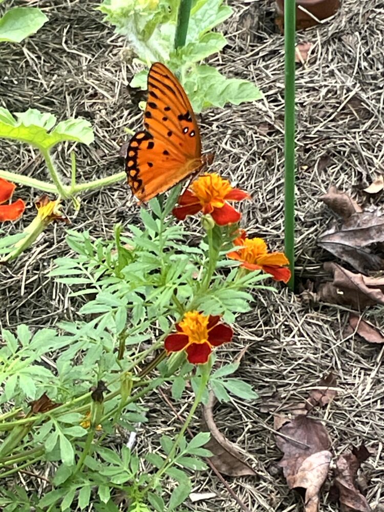 orange and black butterfly on variated orange marigold