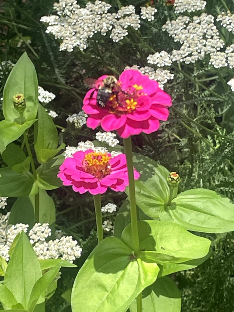 deep pink zinnias with bee enjoying pollen